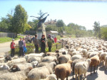 De schapen worden naar een andere wei gebracht